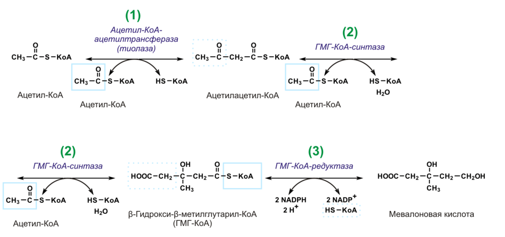 Схема пути биосинтеза диен-изоцианида из тирозина
