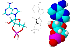 IL6 Crystal Structure.rsh.png
