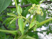 Filipendula ulmaria 04 ies.jpg