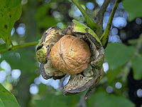 Filipendula ulmaria 12 ies.jpg