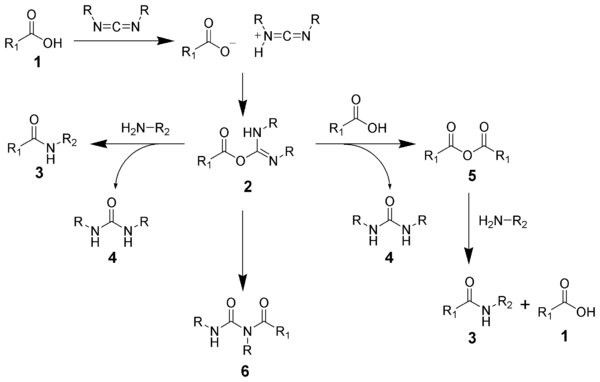 Pyrrolidine structure.svg
